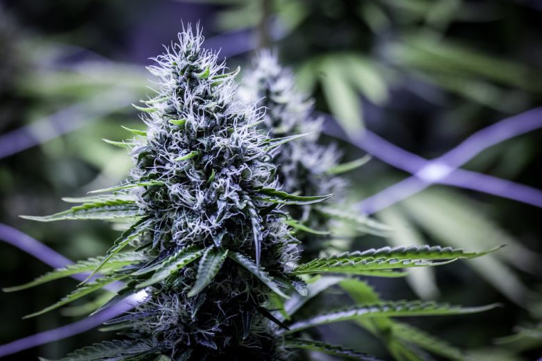 Les différences entre une plante de cannabis mâle et une plante femelle?
