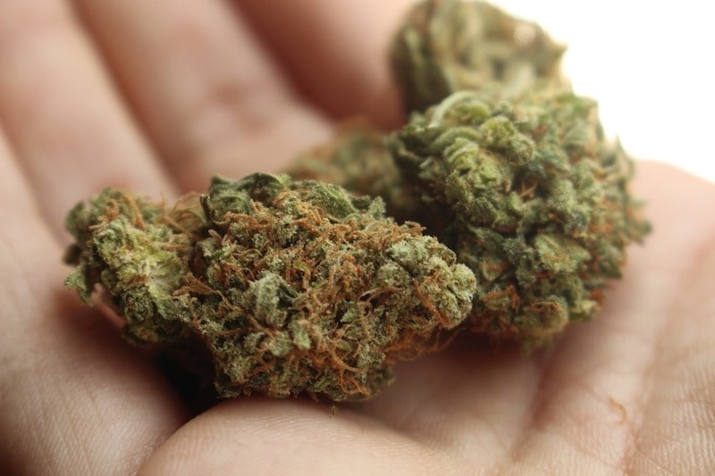 How to make your CBD Cannabis Tea