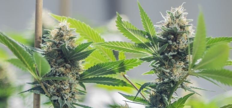 In Europa bleibt der Anbau von Cannabispflanzen Zuhause ein Verbrechen 
