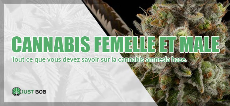 Toutes les différences entre cannabis femelle et male