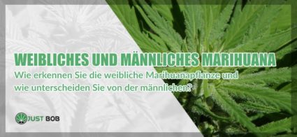 Cannabis CBD: alle Unterschiede