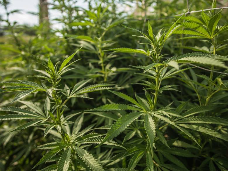 La marijuana cbd si può coltivare, ma seguendo delle leggi