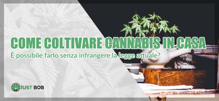 Cannabis CBD : coltivarla in casa