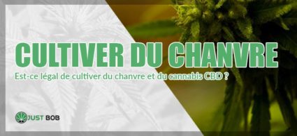 Est-ce légal cultiver du chanvre et du cannabis CBD?