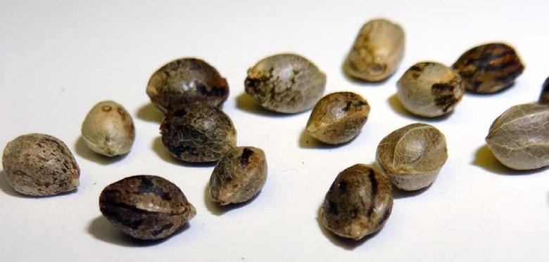 hanf seeds: cannabis cbd seeds