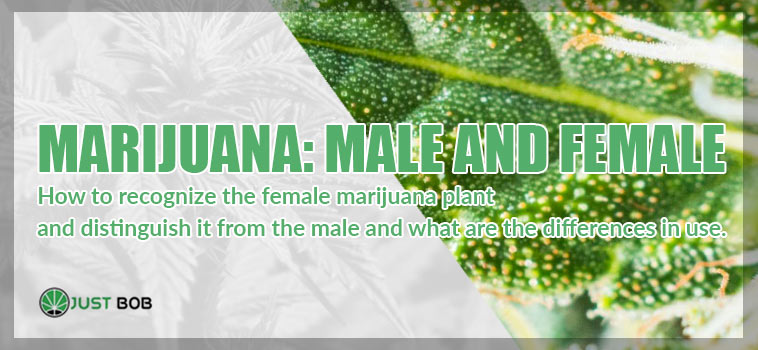 All the differences between male and female marijuana