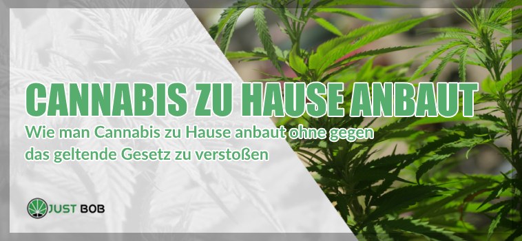 Wie man Cannabis CBD zu Hause anbaut