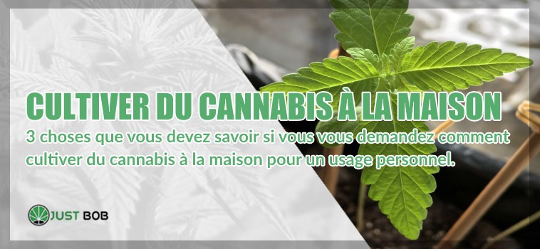 Cultiver du Cannabis CBD à la maison