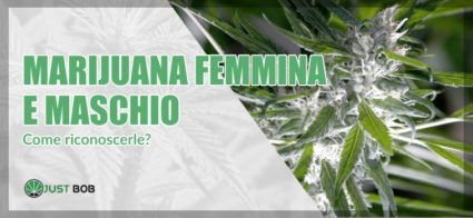 Come riconoscere la marijuana femmina e maschio