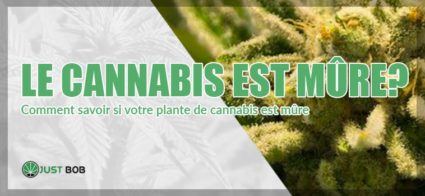 Comment savoir si votre plante de cannabis cbd est mûre ?