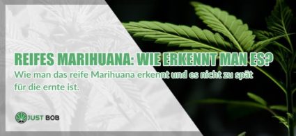 Reifes Marihuana: Wie erkennt man es?