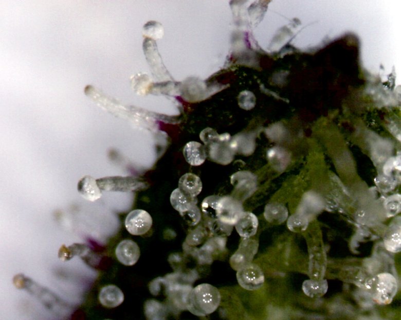 What are trichomes and how they help us