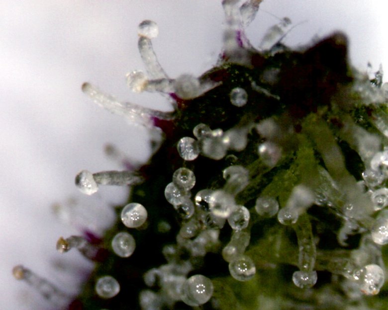 Que sont les trichomes et comment ils nous aident