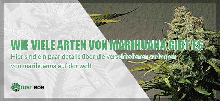 Weibliches und männliches Marihuana: alle Unterschiede