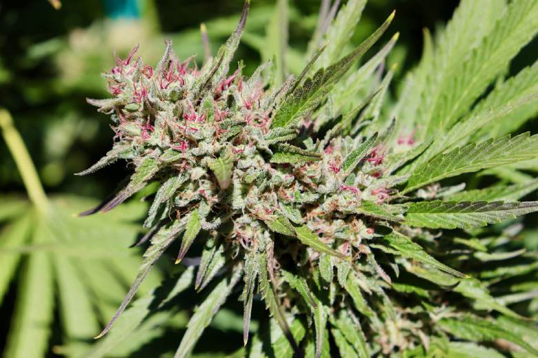 How to grow red marijuana