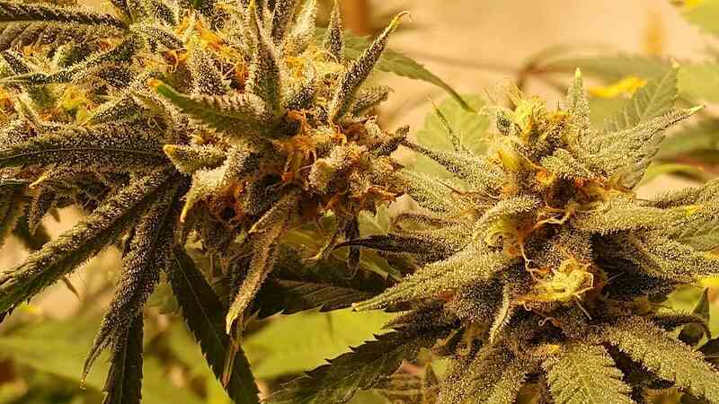 Le méthode d'utilisation Cannabis CBD