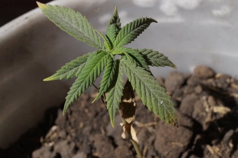 Le cannabis CBD: combien de plantes peuvent être cultivées en Espagne