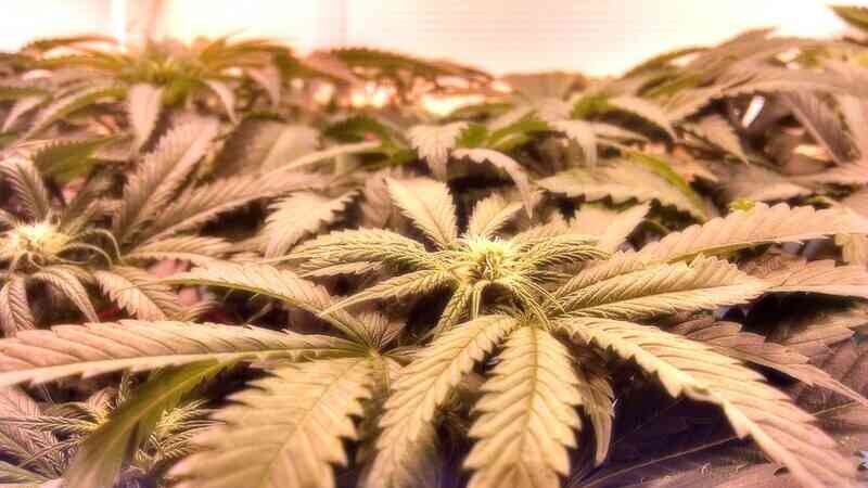 WAS SIND THC UND CBD UND WAS SIND DIE UNTERSCHIEDE?