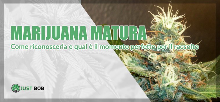 Marijuana matura: come riconoscerla?