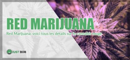 Red Marijuana: voici tous les détails