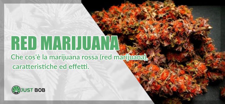 Red marijuana: ecco tutti i dettagli