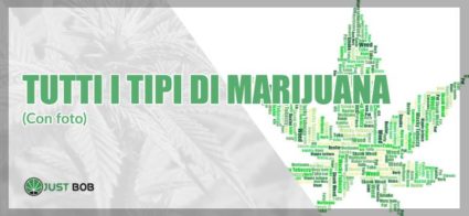 Ecco tutti i tipi di marijuana (incluso il cannabis CBD)