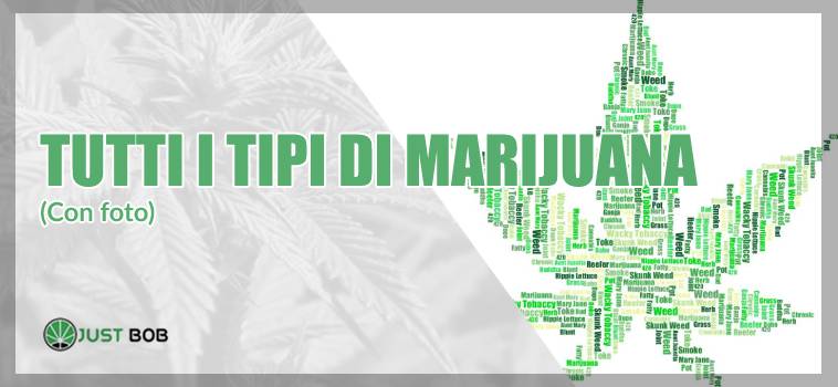 Ecco tutti i tipi di marijuana (incluso il cannabis CBD)