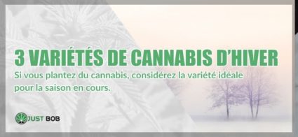 3 variétés de cannabis pour passer l’hiver