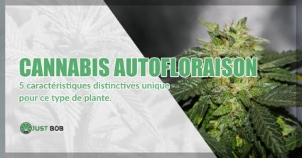 Cannabis autofloraison