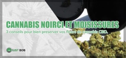 Cannabis noirci et moisissures