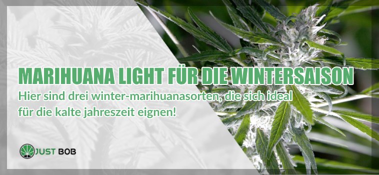 Drei Sorten Marihuana perfekt für den Winter