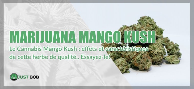 Marihuana Mango Kush