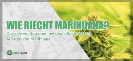 Wie riecht Cannabis CBD?