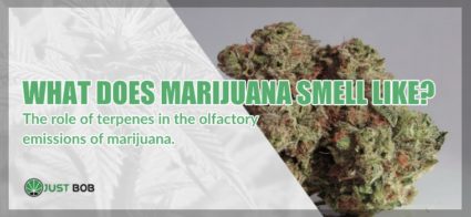 What does marijuana smell like?