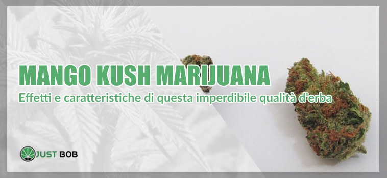 Marihuana Mango Kush
