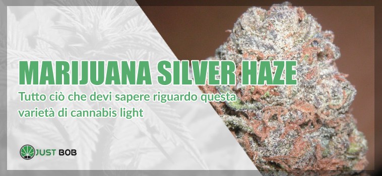 Marijuana cbd Silver Haze