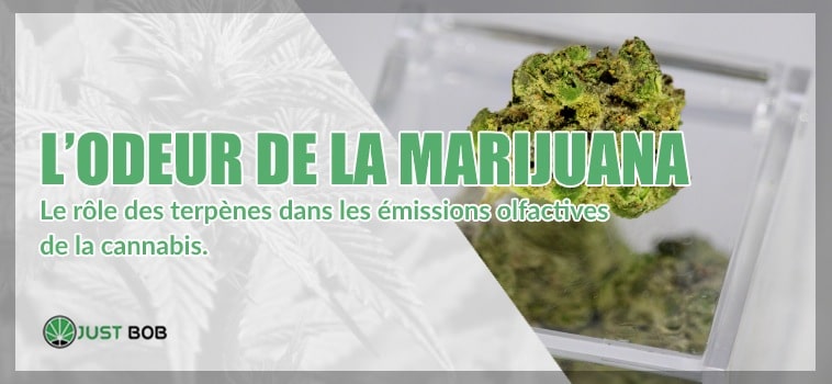 À quoi ressemble l’odeur de la marijuana?