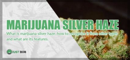 Marijuana Silver Haze