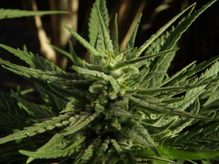 The Cannabis Cup 2024 in Amsterdam Justbob
