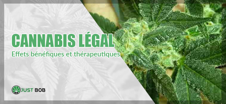 Cannabis: effets bénéfiques et thérapeutiques