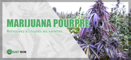 La marijuana pourpre / violette