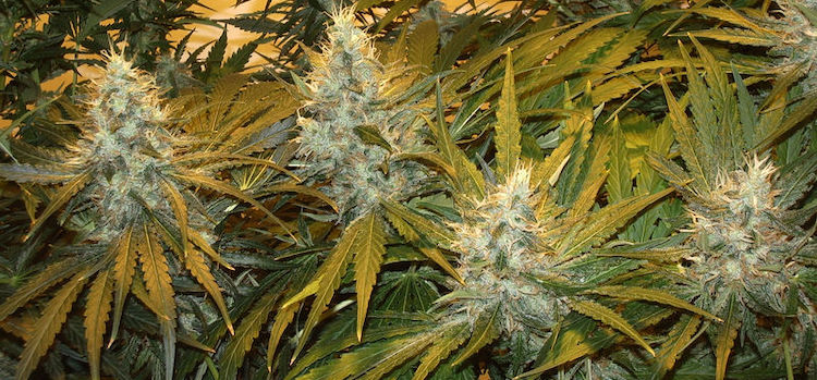 Wie man Blumen von Northern Lights Cannabis