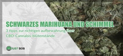 Schwarzes Marihuana und Schimmel