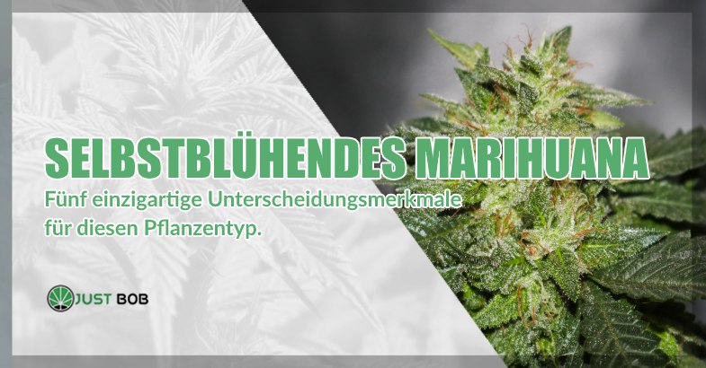 Selbstblühendes Marihuana