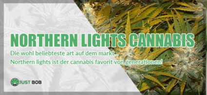 Wir stellen vor: Northern Lights Cannabis