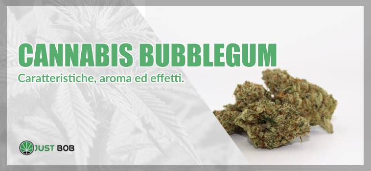 Cannabis Bubblegum: caratteristiche, aroma ed effetti