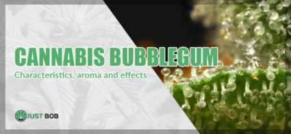 Cannabis bubblegum: characteristics, aroma and effects