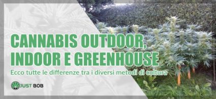Cannabis outdoor, indoor e greenhouse