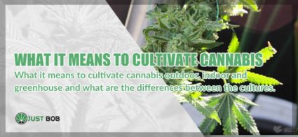 Outdoor, indoor and greenhouse cannabis