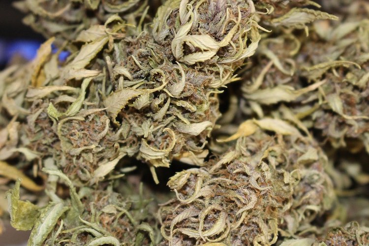 CBD Cannabis variety
